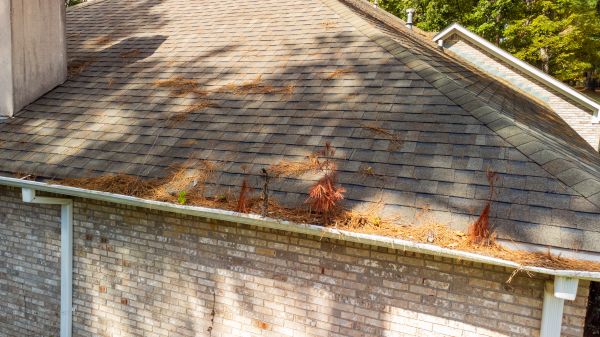 Roof Pine Needle Cleanup