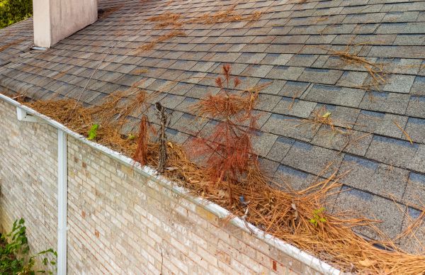 Roof Pine Debris Removal